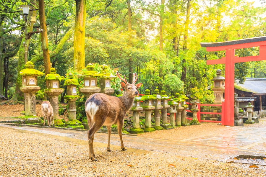 Nara si Uji prin ochii unui free spirit traveler